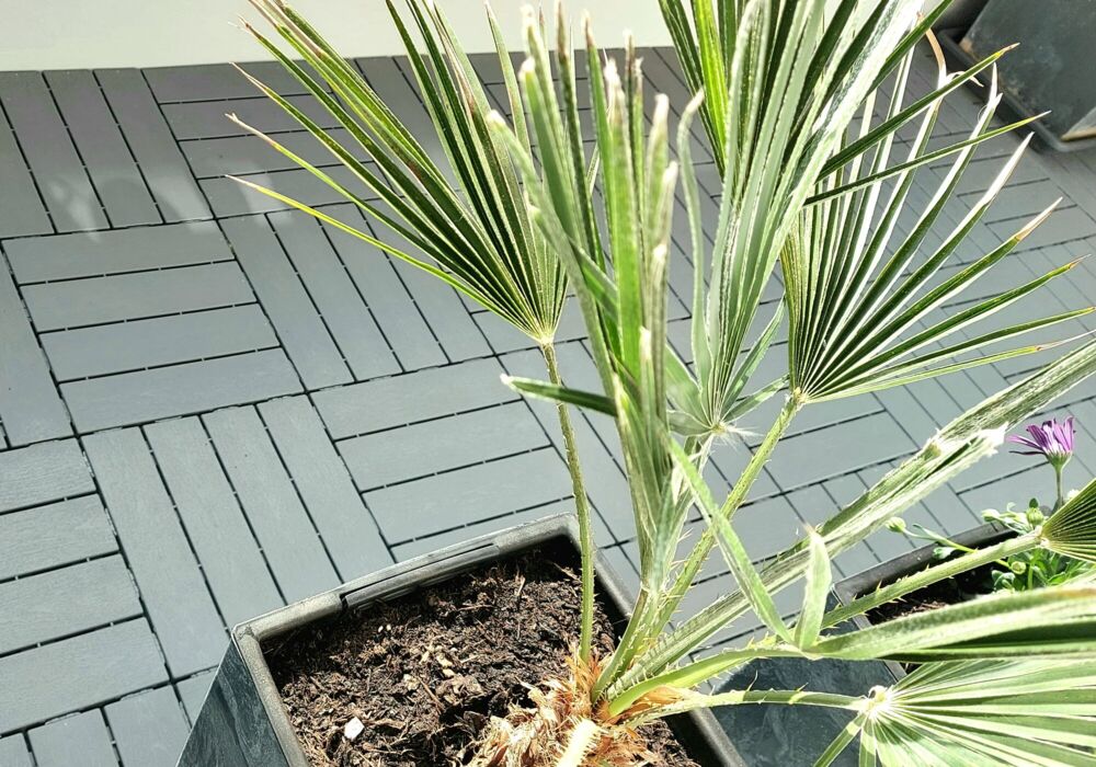 günstiger Balkonboden in Holzoptik