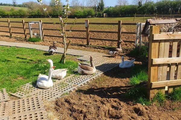 Boden für Tierhaltung im Freien